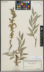 Foto von Salix alba subsp. vitellina (L.) Arcang.